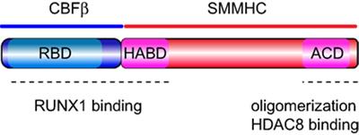 Preleukemia and Leukemia-Initiating Cell Activity in inv(16) Acute Myeloid Leukemia